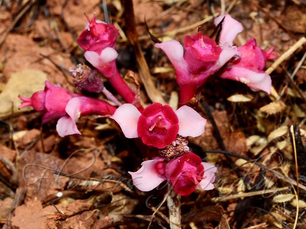 Khandala Spurge